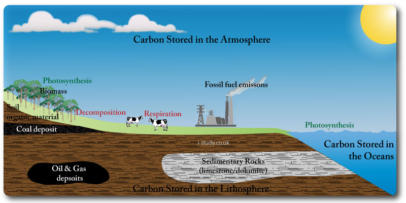 IB Environmental systems Carbon Cycle